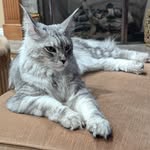 Sasha, the Maine Coon princess - @princess.and.the.fog - Instagram