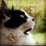 Sasha Corbin - @catnipcat - Instagram