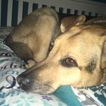 🐾Sasha Corey🐾 - @sasha_corey920 - Instagram