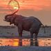 Sasha Cornell - Facebook