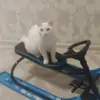 саша - @sashacraft2 - TikTok