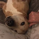 Sasha Staffy Cross - @sashastaffy - Instagram