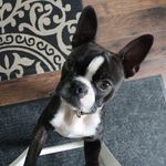 Sasha Fugate-Davidson - @sashathegroomer - Instagram