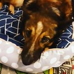 Sasha Dickson - @sasha_evie.puppy.friends - Instagram