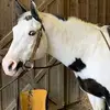 sasha everett - @sasshaueu - TikTok