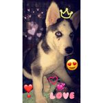 Sasha Forrest 🐾🖤 - @its.sassy.sasha - Instagram
