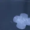 sasha - @sasha.hansen1 - TikTok
