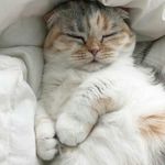 @sasha_hare - Instagram