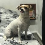 Sasha🐩 - @sasha_herrera_1 - Instagram