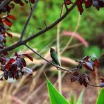 Sasha Holcomb-Pesek - @conniestitanmom - Instagram