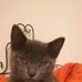 Sasha Holcombe - Facebook