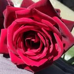 Sasha Muñoz - @munozsasha01 - Instagram