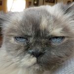 Sasha Fierce Olson - @sashacheckmeowt - Instagram