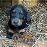 Sasha Patton - @_justanotherdobey - Instagram