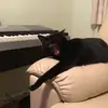 sasha.penlington - @sasha.penlington - TikTok