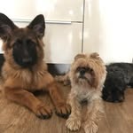 Gabo & Pepper & Sasha - @gabopeppersasha - Instagram