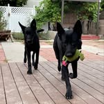 Sasha + Pepper - @sashapepperpups - Instagram