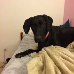 Sasha, Dega, Pepper - @labrador_sdp - Instagram