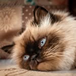 Sasha Pepper and Floppy - @_three_whisketeers - Instagram