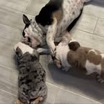 Sasha Pepper Sonny - @bulldoggang_ - Instagram