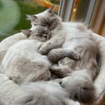 Sasha, Shiloh & Pepper, Pascal too - @selena_and_pasha - Instagram