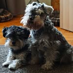 Sasha&Pepper - @sasha_pepper._ - Instagram