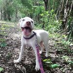 Sasha Power Pitbull - @sashapower2021 - Instagram