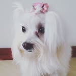 Olá ,Sou Sasha Rocha. - @sasharochadog - Instagram