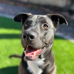 Sasha Rocha - @sasha4paws - Instagram