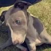 🐾🐾🐾 - @sasha..rowe - TikTok