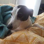 sasha rowe - @sasha_the_whippetx - Instagram