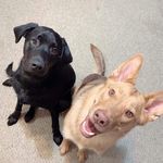 Sasha & Ryder - @sasha_and_ryder - Instagram