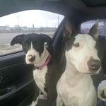 Sasha and Ryder - @sashaandryder_thedogs - Instagram