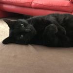 Sasha Ryder - @my_cats.or_roommates - Instagram