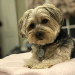 Sasha Schechter - @thereal_babysash - Instagram