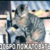 sasha - @selfisasha - TikTok