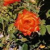 sasha_sequeira - @sasha_seq - TikTok
