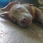 Sasha Perrita De Karen Serna - @karenvaleriaserna.10 - Instagram