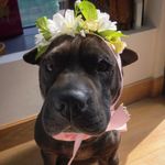 Sasha the Mini Sharpei 💕 - @sasha_sharpei - Instagram