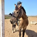 Sahas - @sasha.shaverina - Instagram