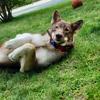 Husky x Shepherd 🐕 - @sasha_the.shepard - TikTok