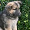 Sasha 🐶 - @sashathegermanshepard - TikTok