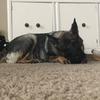 Sasha_the_German.Shepard🐾🐾🐾 - @sasha_the_german.shepard - TikTok