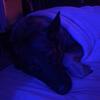 sasha.the_shepard - @sasha.the_shepard - TikTok