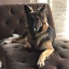 Sasha.the.germanshepard - @sasha.the.germanshepard - TikTok