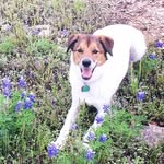 Sasha Shoemaker - @that_pup_sasha_fierce - Instagram