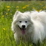 Sasha - @sasha_smileyyysamoyed - Instagram