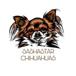 Sashastar Chihuahuas - @sashastar_chihuahuas - Instagram