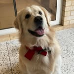 Sasha Temple - @sashas_cookie_corner_ - Instagram