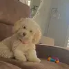 sasha - @sasha.torres2020 - TikTok